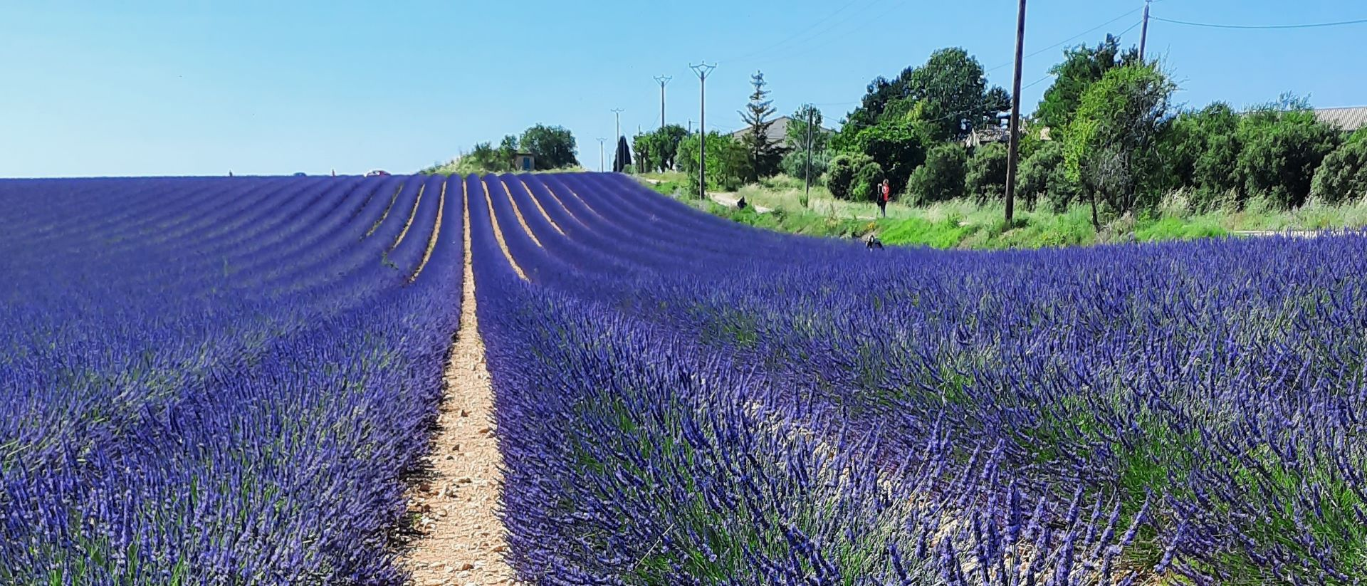 The lavender fields, Verdon Gorge of Valensole in Provence, France