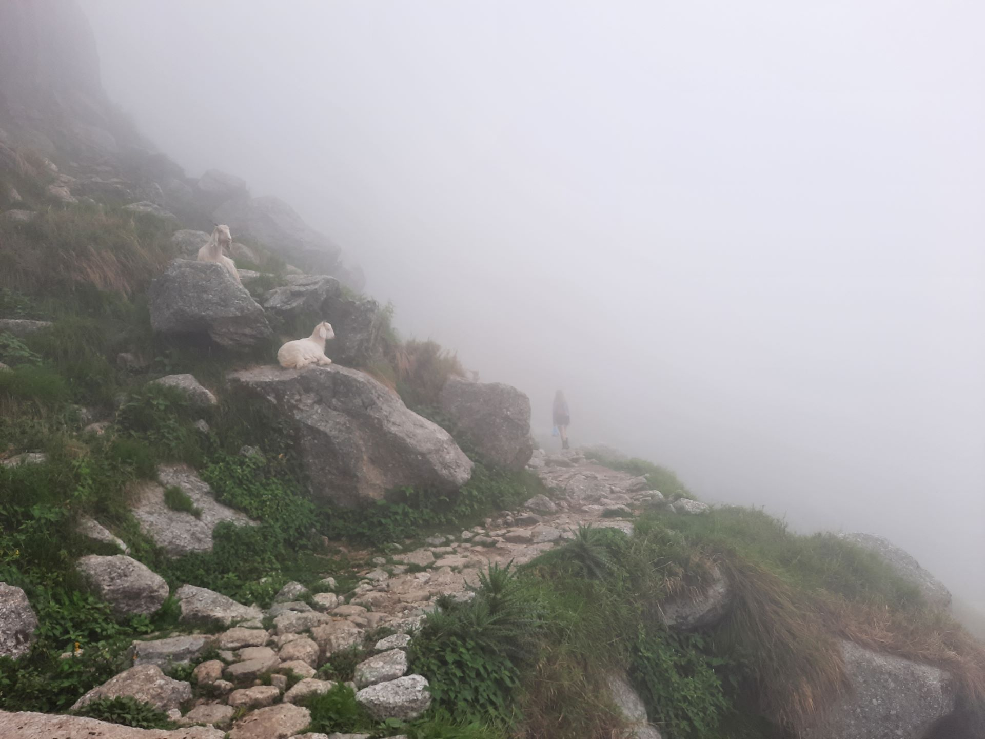 Triund Trek in the Himalayas –  Misty Trails and Stunning Views – Everything you need to know