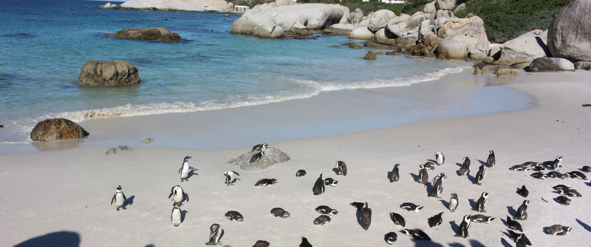 A Visit to Simon’s Town and the Boulders Beach Penguin Colony, South Africa