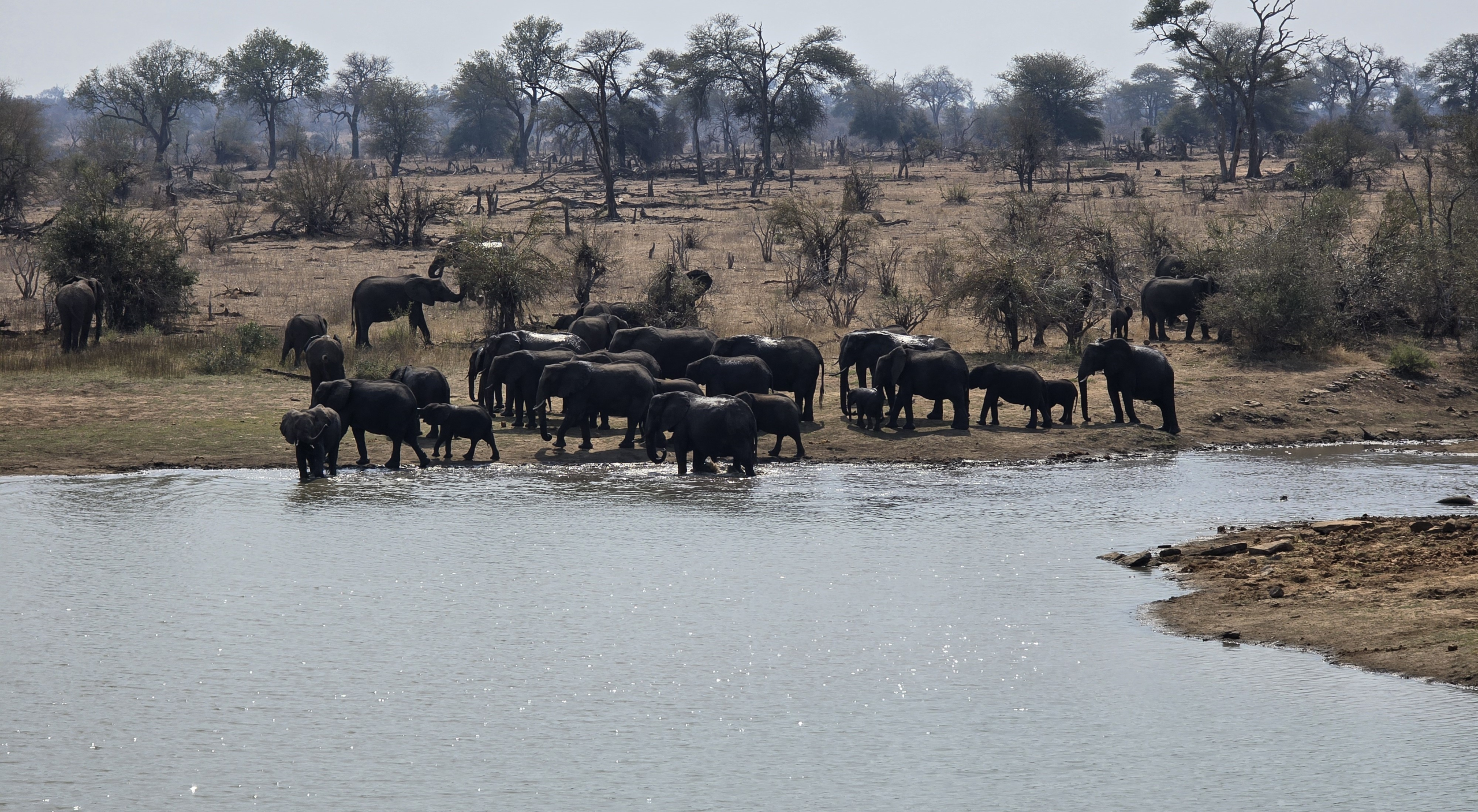 Safari Adventures in Kruger National Park, South Africa