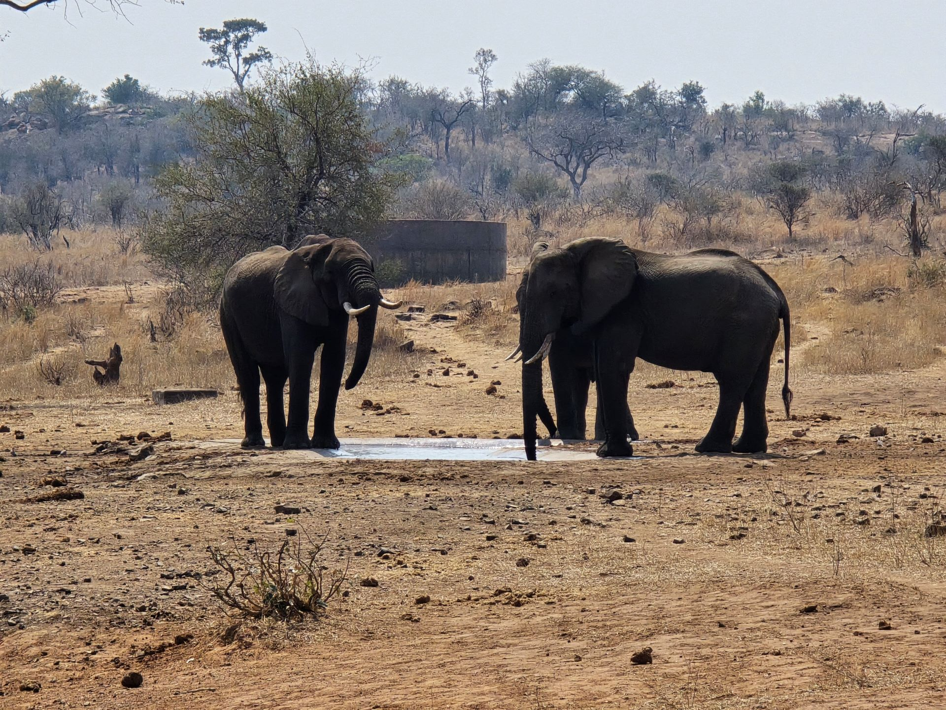 Kruger National Park Travel Tips, Day Trips, Entrance -Make the Most of Your Safari South Africa