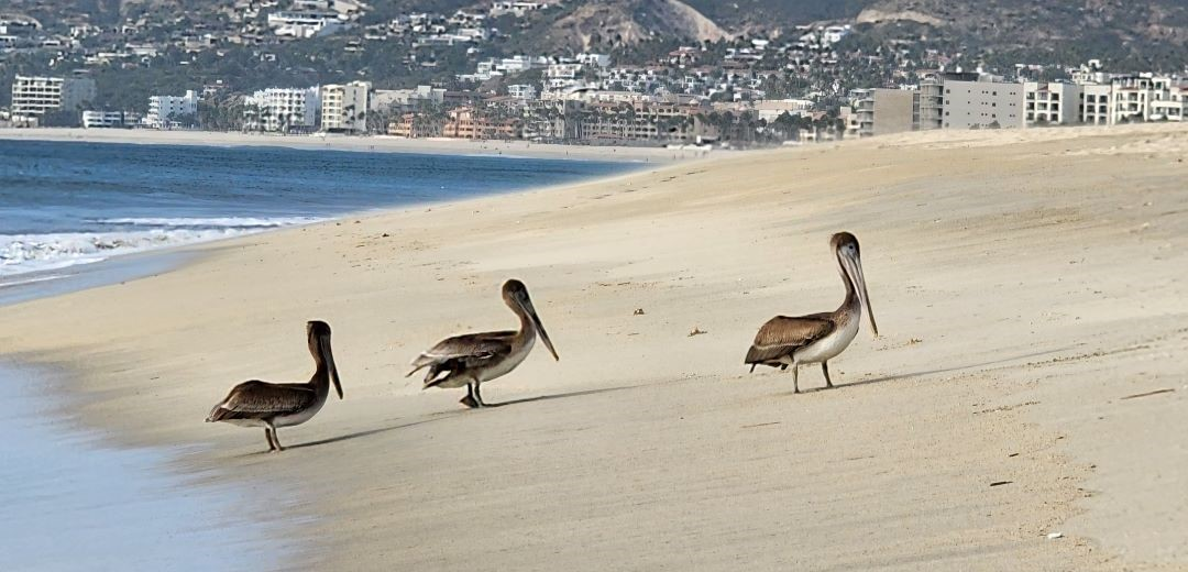 Los Cabos –  San Jose del Cabo, Sea of Cortez, Mexico
