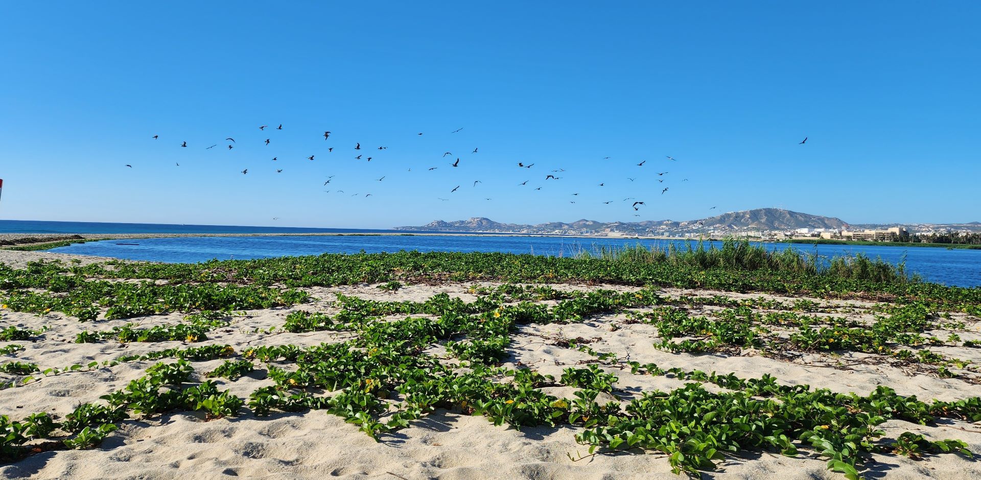 Aquarium of the World: San Jose Lagoon Estuary, Birds, and Baby Turtles on the Sea of Cortez