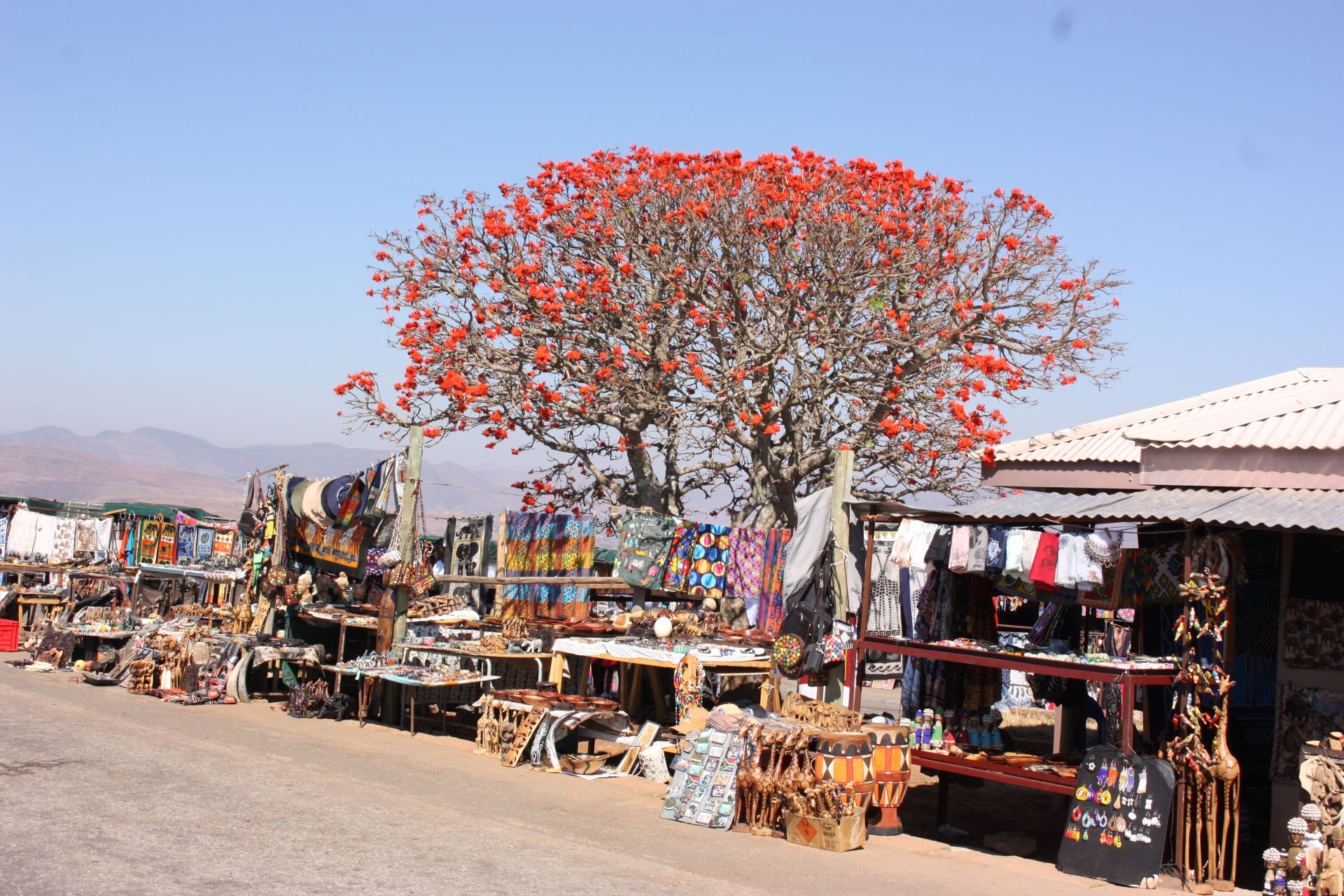 Explore South Africa in 2 weeks: Cape Town, Hike Table Mountain, Boulders Beach penguins, drive the Garden Route, Hike Robberg Penninsula, go on Kruger safaris and more