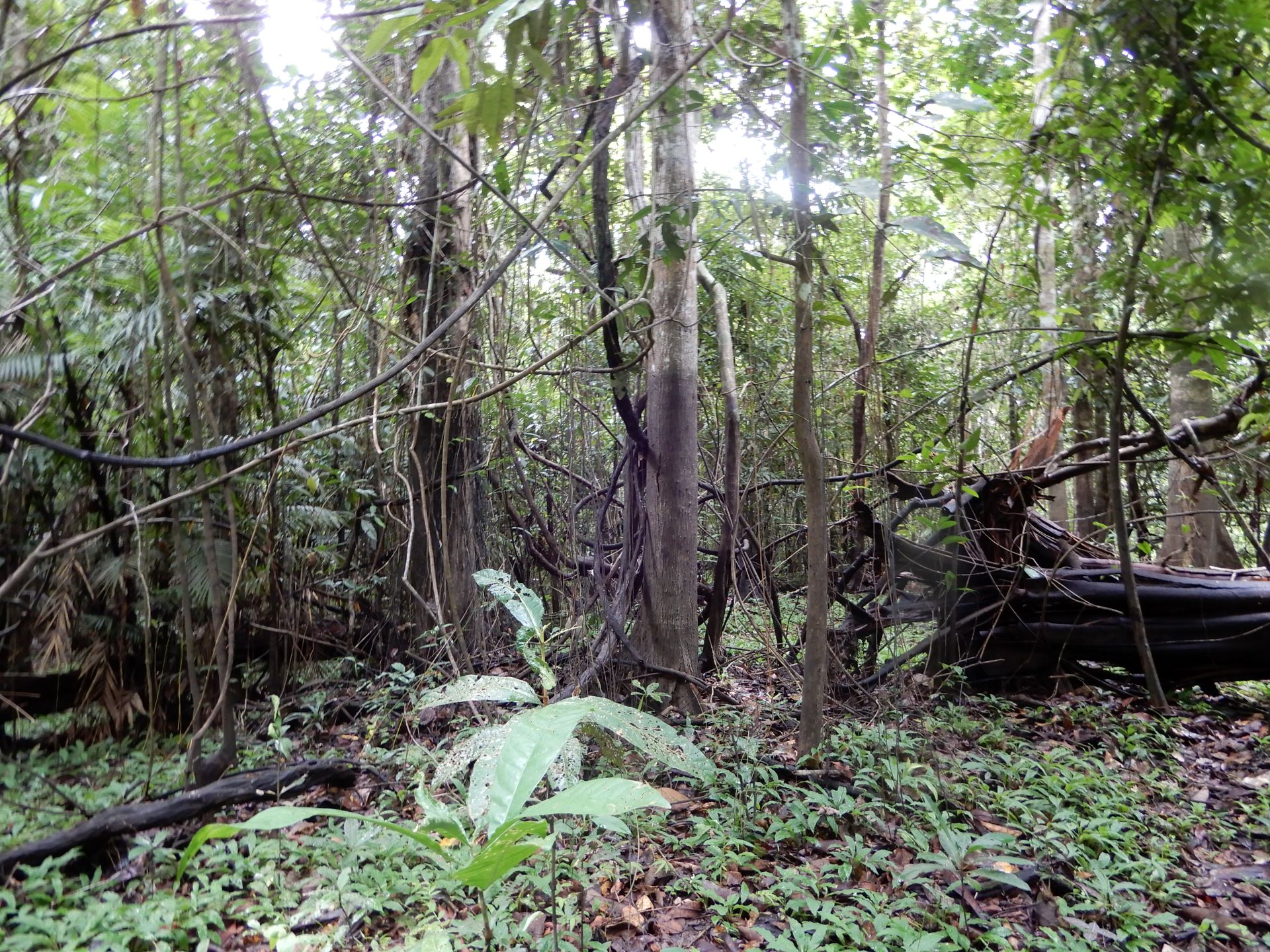 Day 3: Out of this World Adventure in the Peruvian Amazon Rainforest from Leticia, Colombia