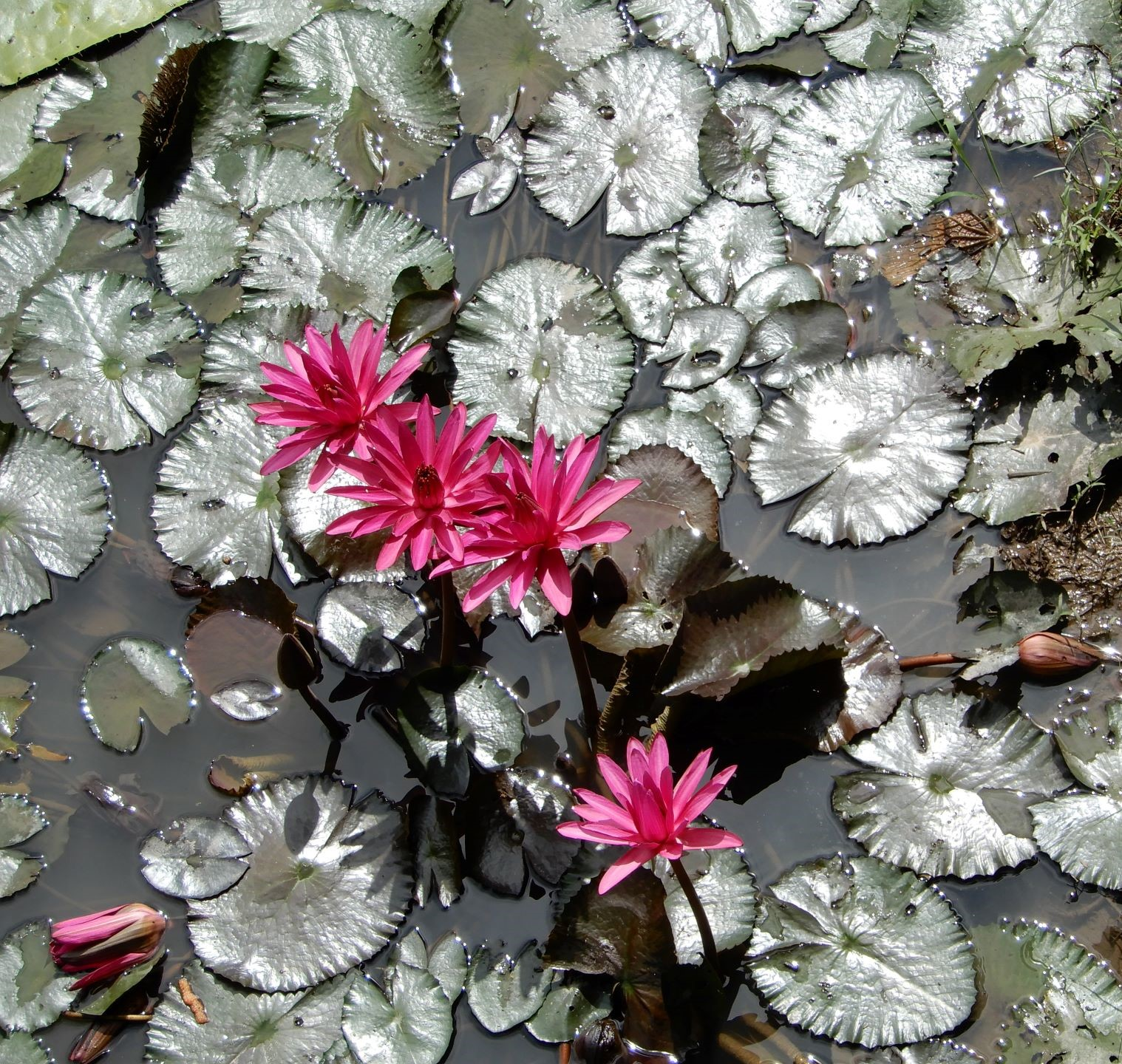 Day 2 of our 4-day Amazon trip includes sailing the Amazon River from Leticia, Colombia seeing the giant Victoria amazonica water lilies, visiting Monkey Island, Puerto Nariño, and going deep into the Peruvian jungle.