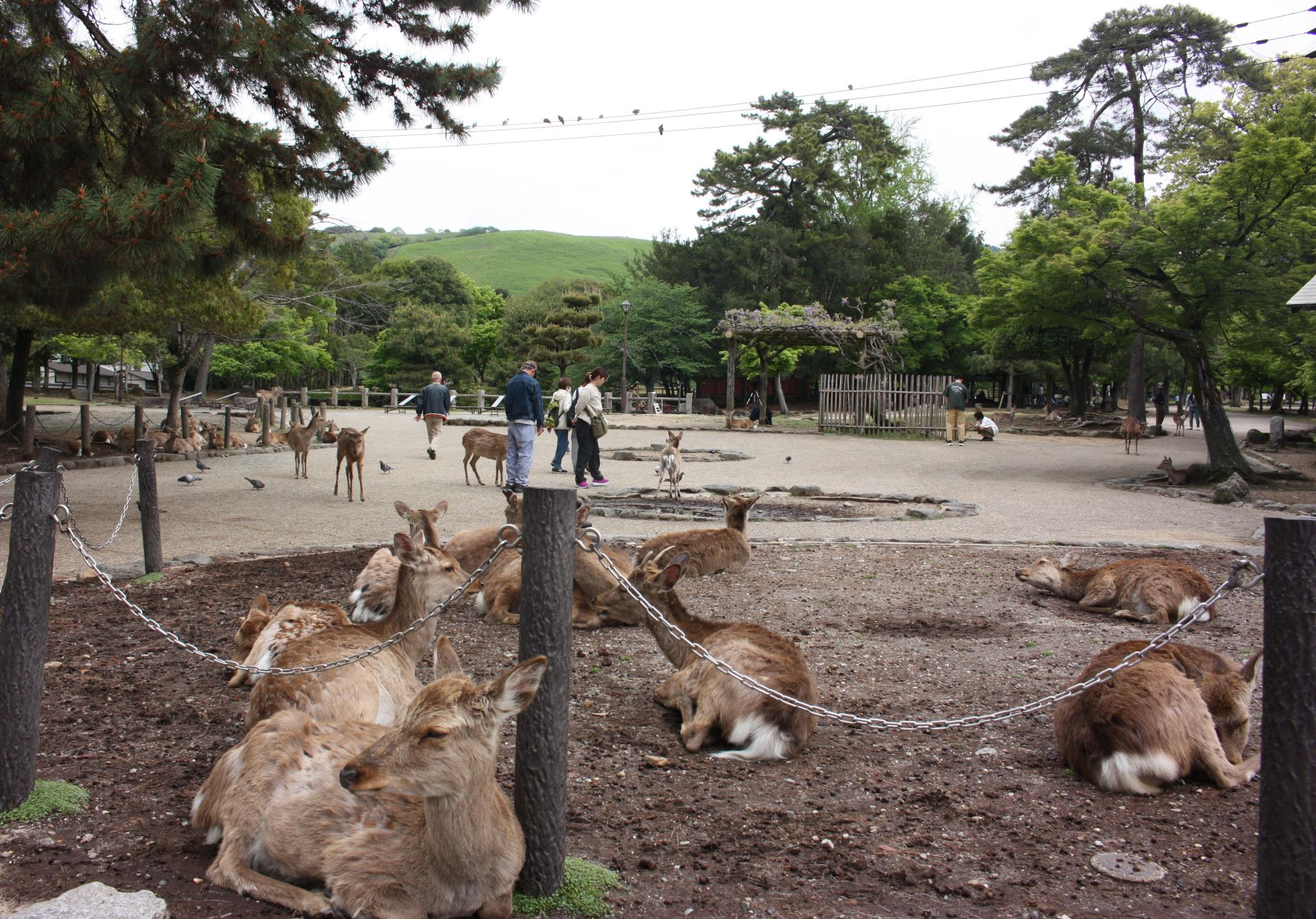 A Relaxed 2-Week Japan Itinerary for Families with Kids